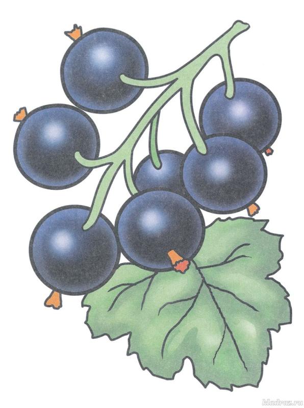 Смородина рисунок