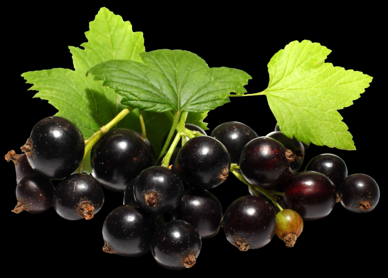 Веточка смородины рисунок