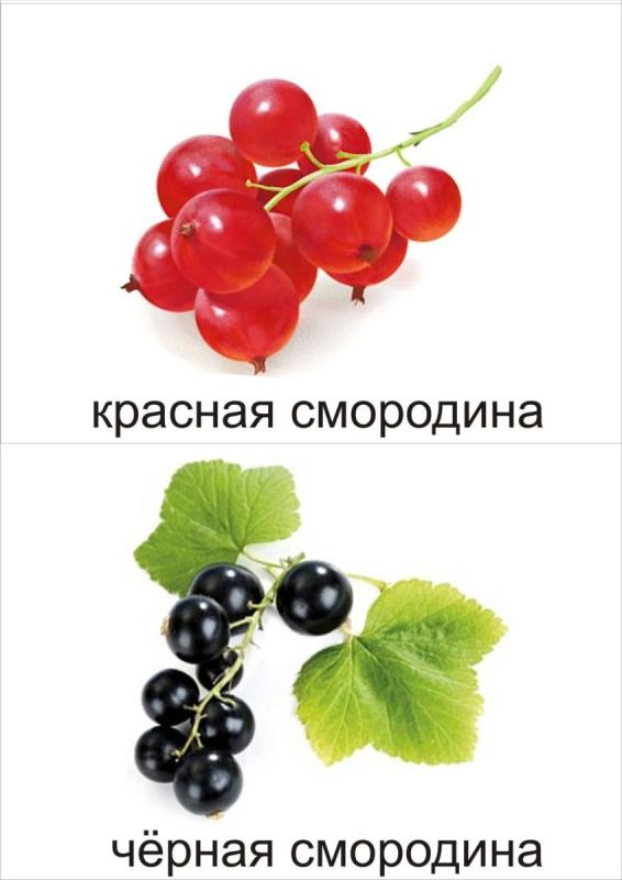 Смородина раскраска