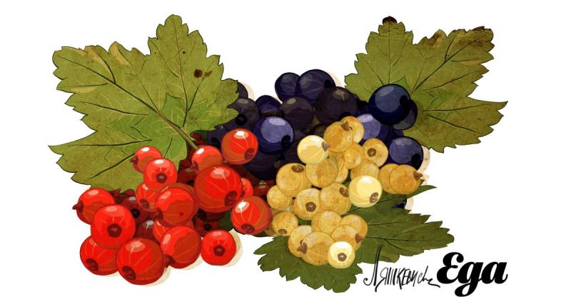 Смородина эскиз