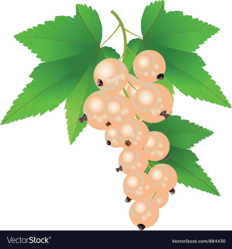 Красная смородина раскраска