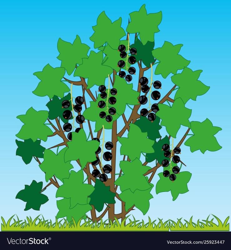 Веточка рябины раскраска для детей