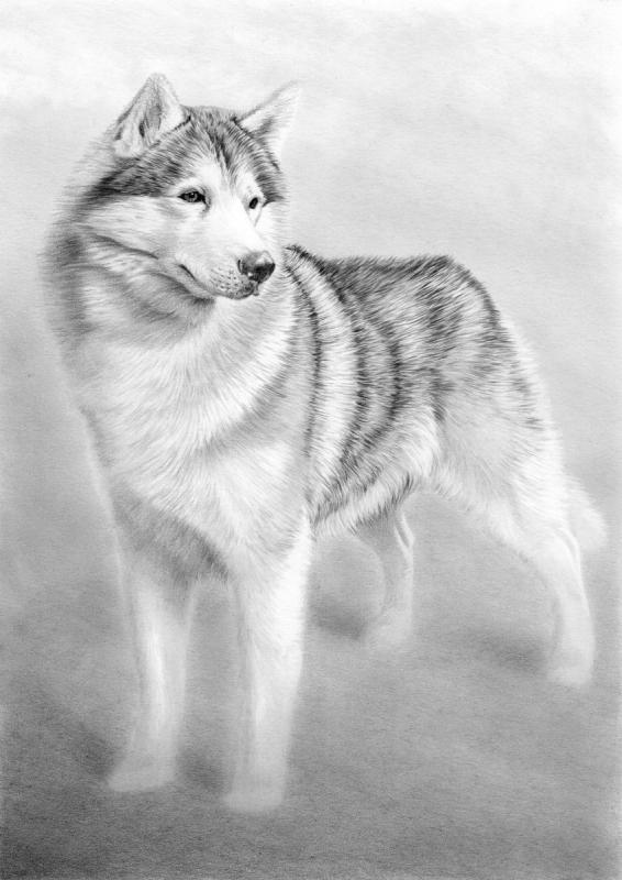 Открытки с днём рождения с хаски