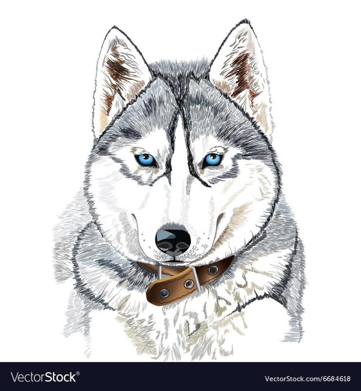 Рисунки аляскинского маламута