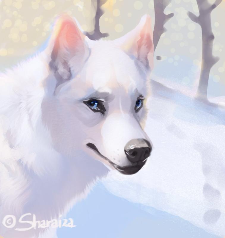 Красивые арты собак