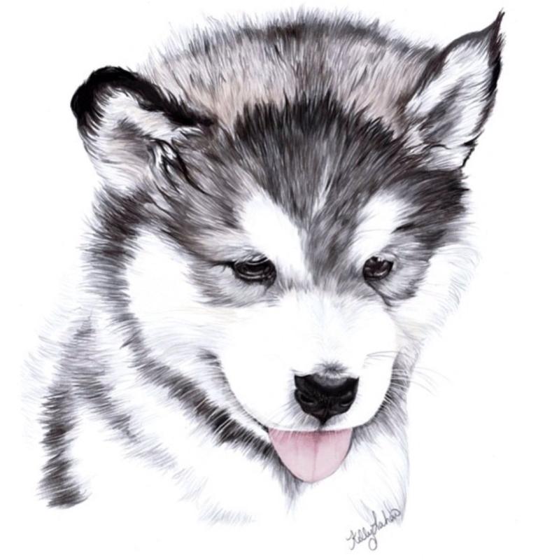 Хаски из мультика