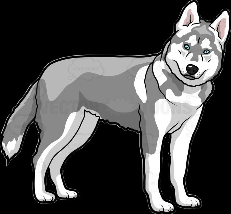 Собака самоед арт