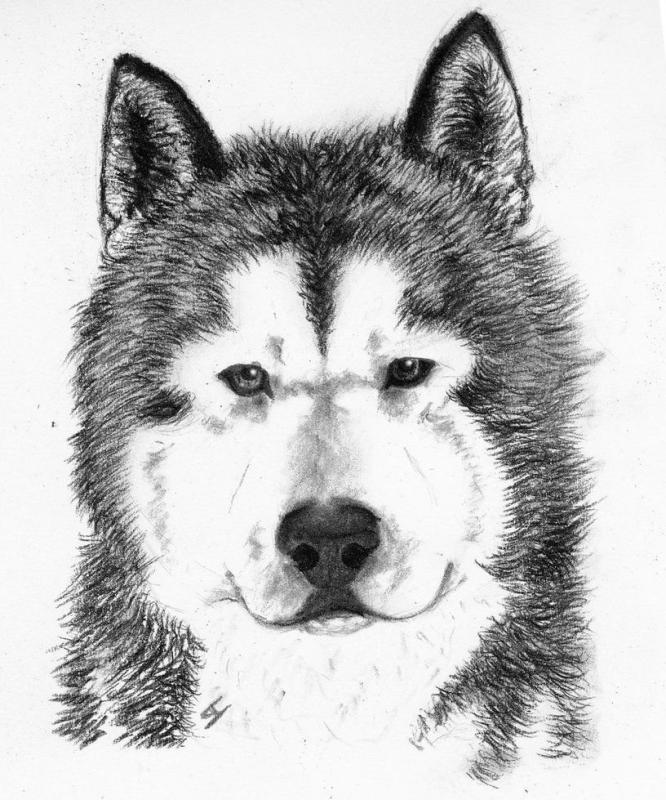 Эскиз тату хаски контур