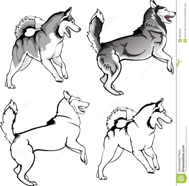 Самоед референс