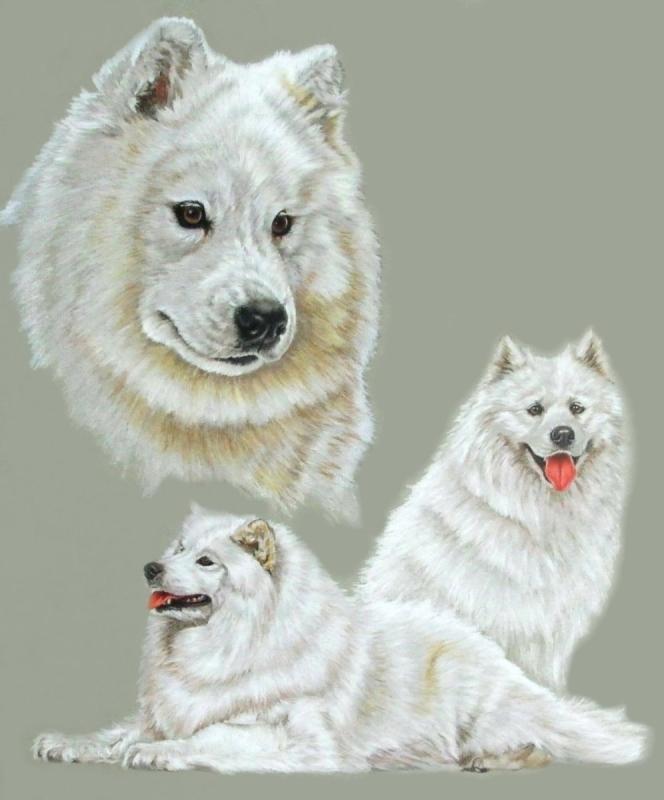 Хаски карандашом