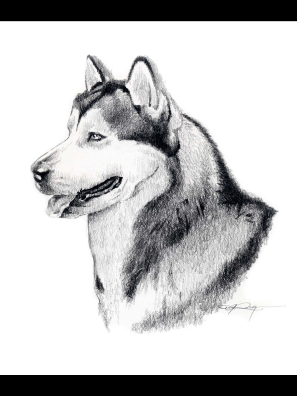 Хаски щенок