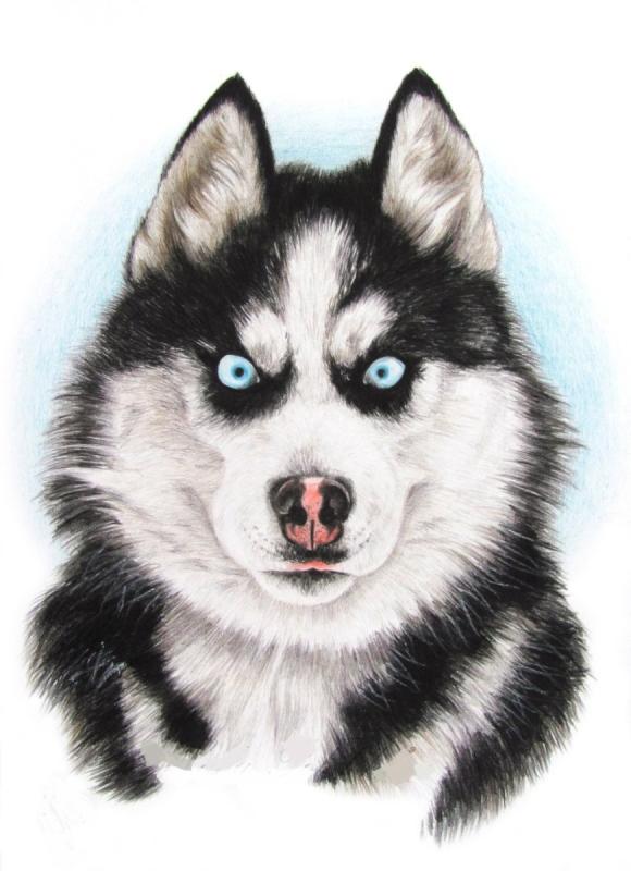 Хаски карандашом