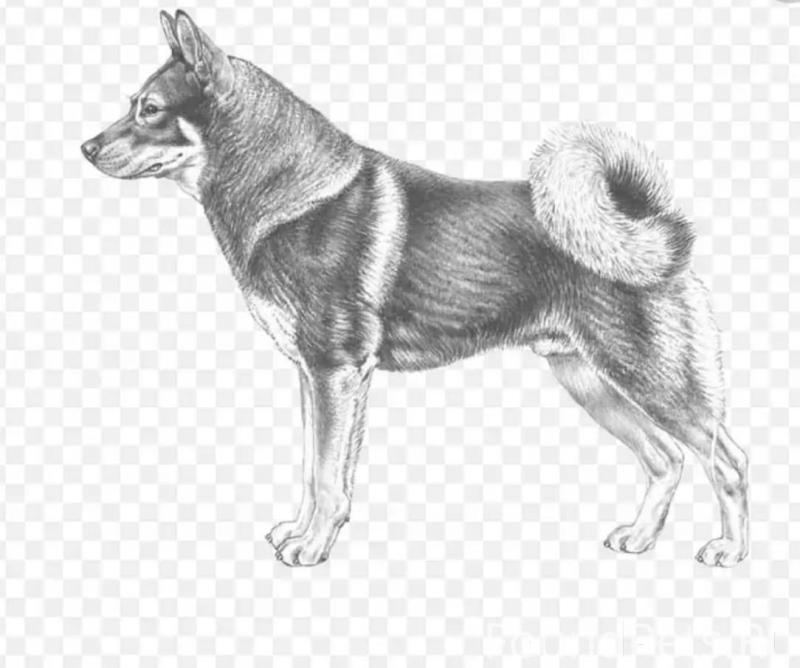 Западно Сибирская лайка стандарт породы FCI