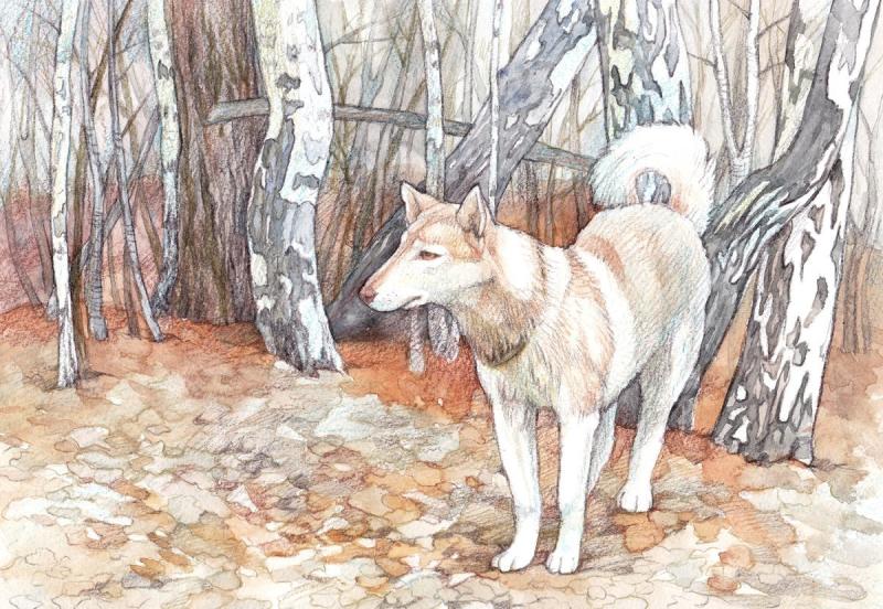 Мем собака хаски