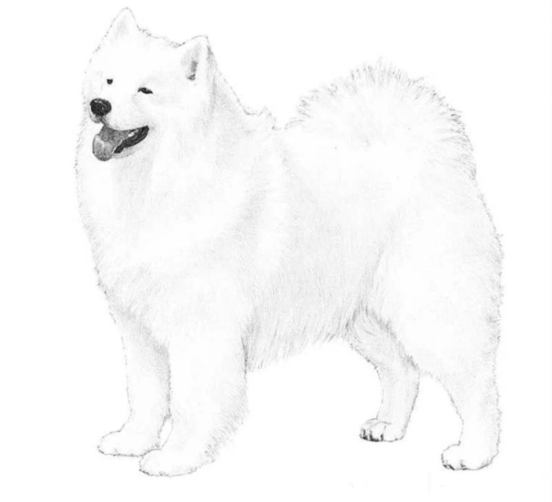 Маламут хаски самоед