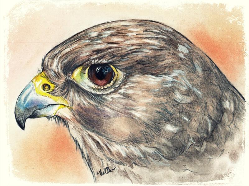 Эскиз Беркута орла