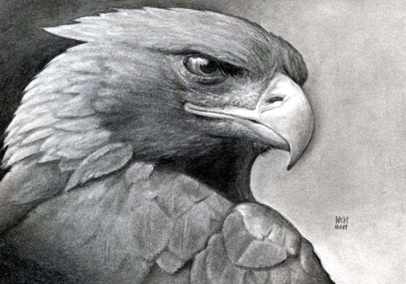 Раскраска Хищные птицы