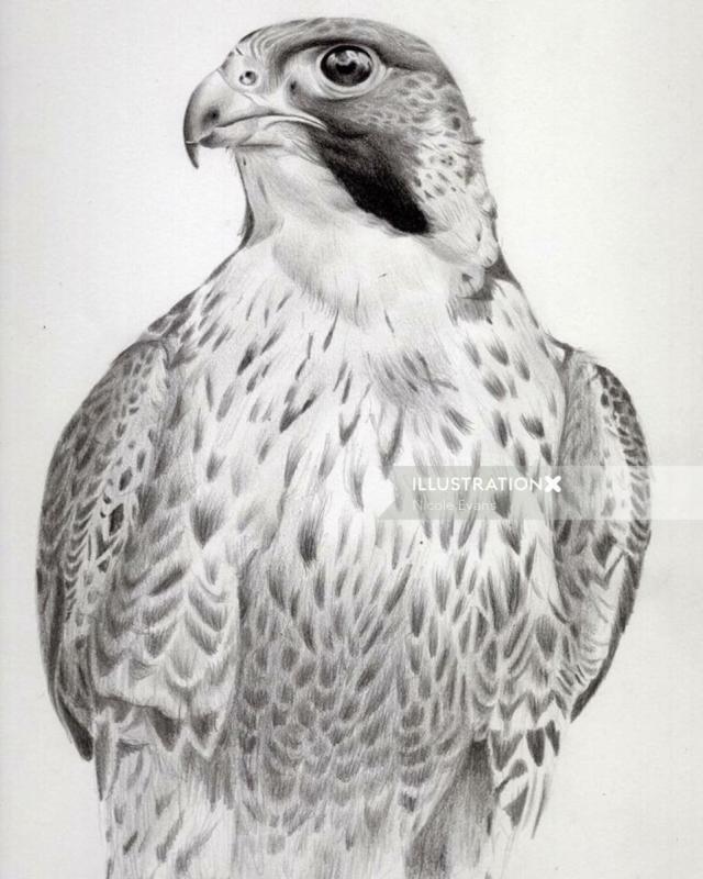 Реалистичные птицы карандашами