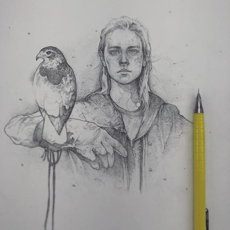 Сокол рисунок карандашом