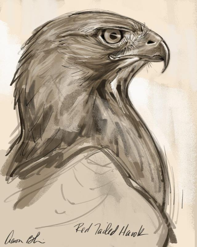 Красивый рисунок орла