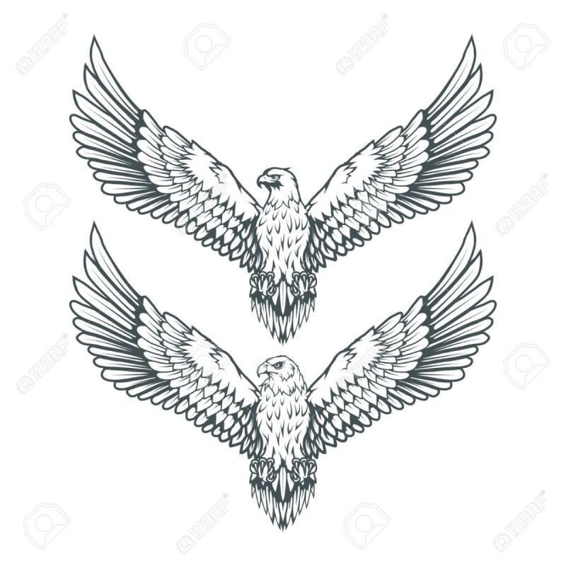 Расскраска Степной орёл