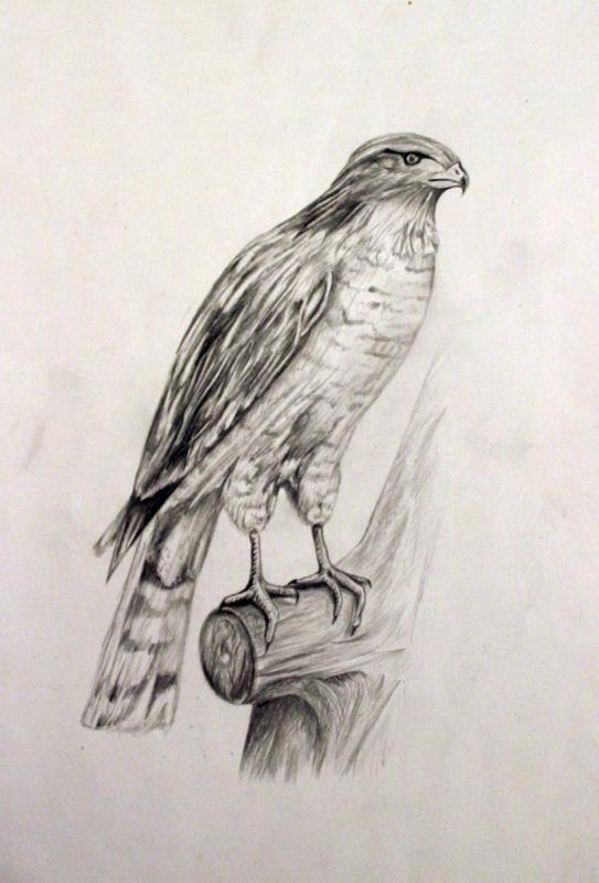 Сапсан птица карандашом