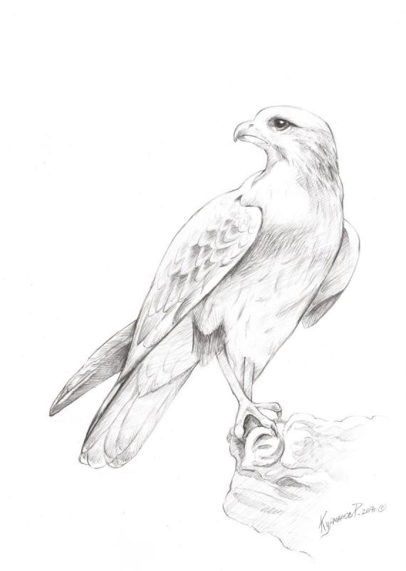 Белоголовый Орлан тату эскиз