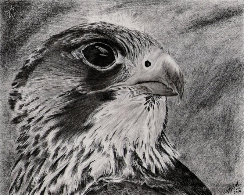 Сокол карандашом