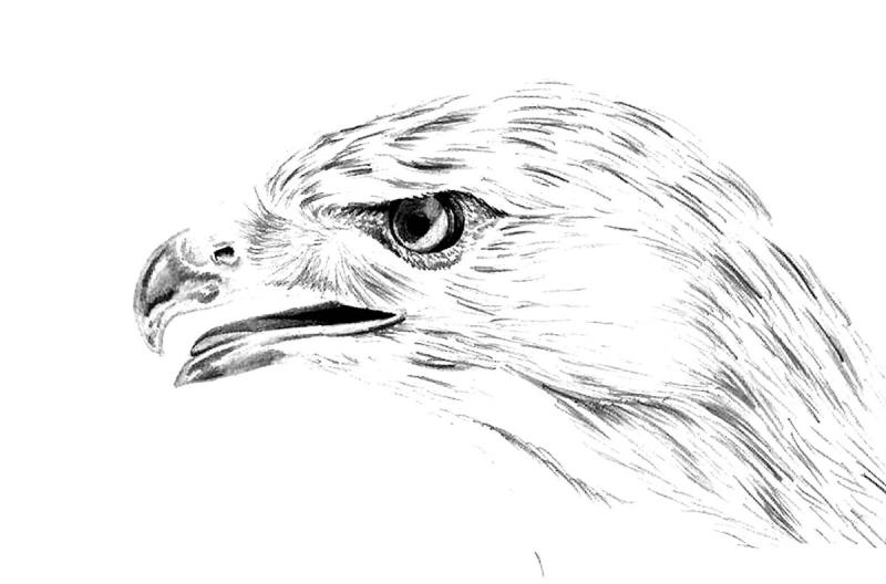 Орел тату эскиз