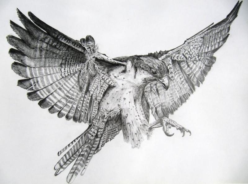 Ястреб карандашом