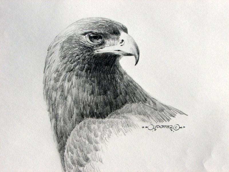 Нарисовать орла карандашом