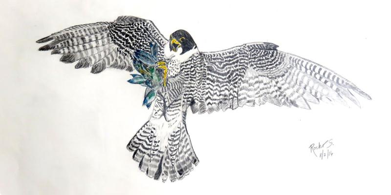 Голова орла сбоку