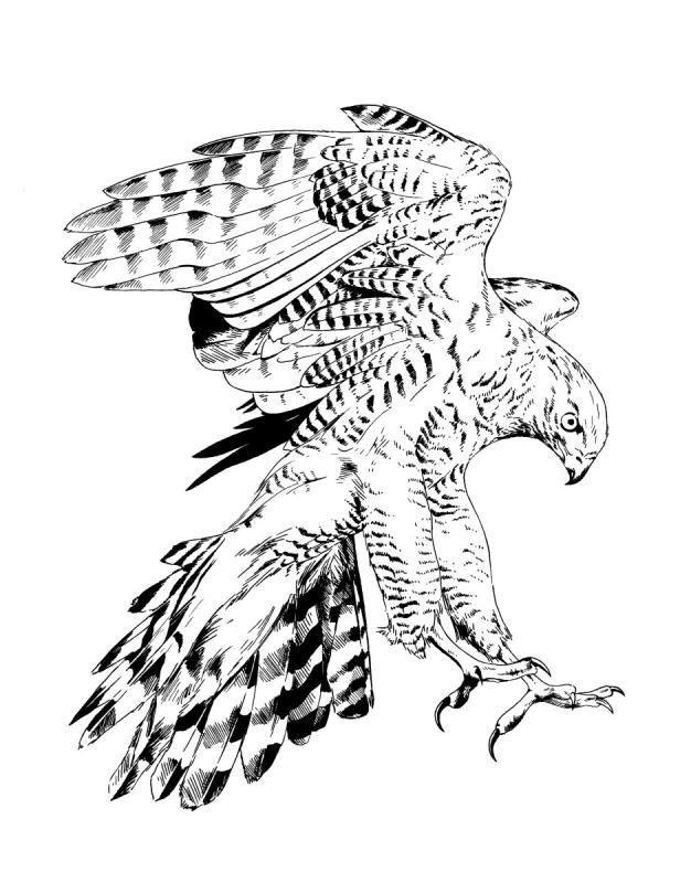 Сокол эскизы тату