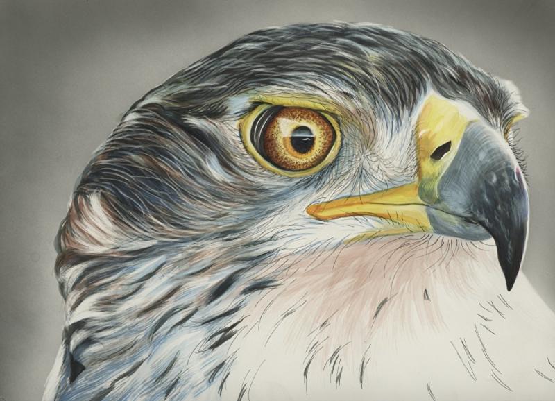 Голова орла эскиз