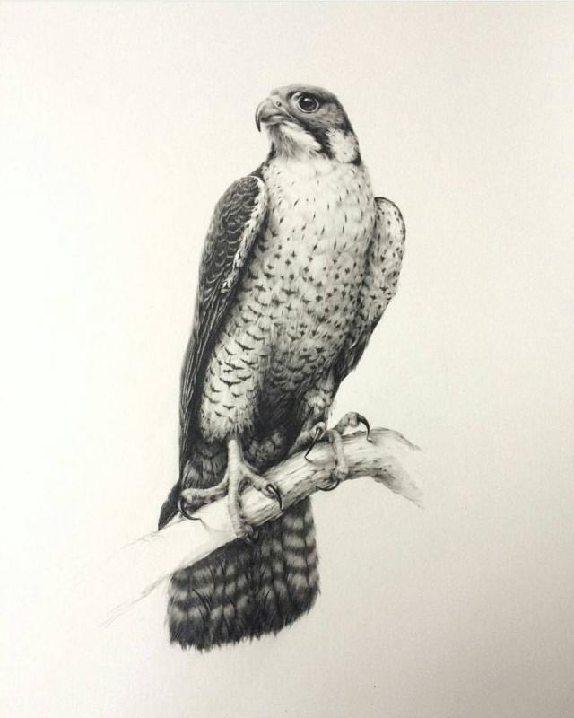 Сокол цветными карандашами