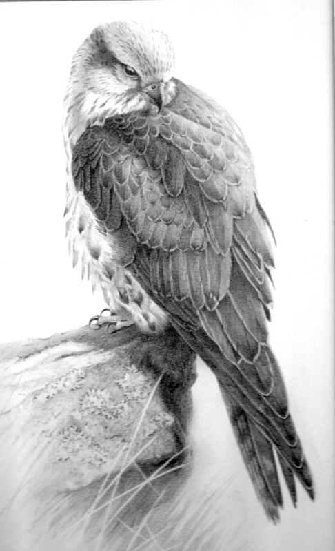 Ястреб тату эскиз