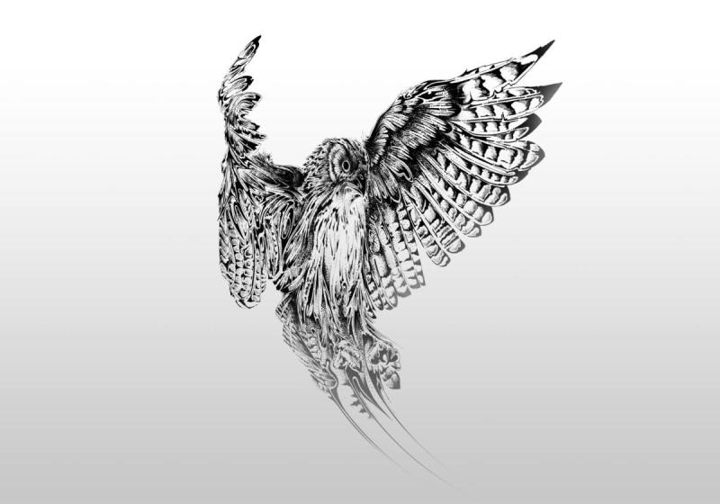 Сокол для срисовки карандашом