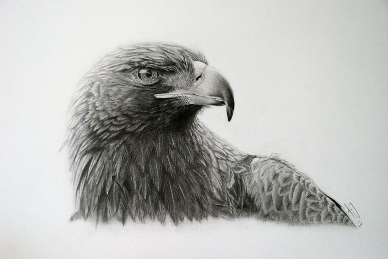 Рисунки Орлов