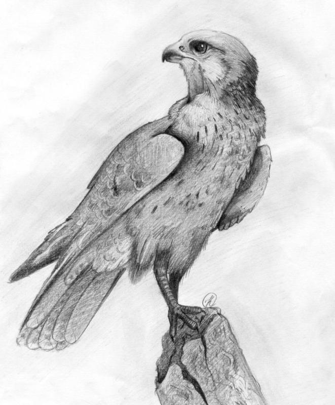Ястреб карандашом