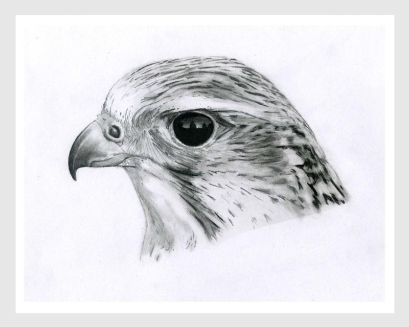 Сокол эскизы тату