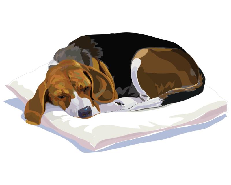 Доброй ночи собачки