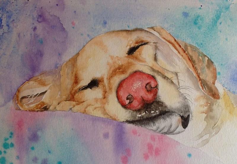 Спящая собака рисунок57