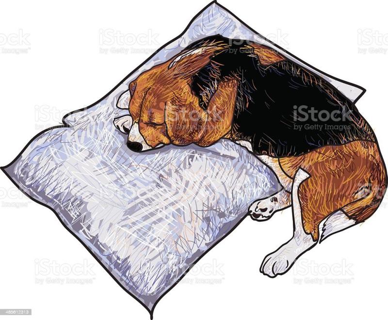 Иллюстрация собачка спит