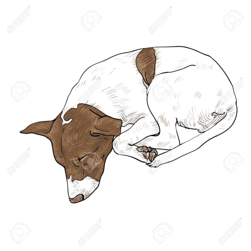 Собака спит на прозрачном фоне