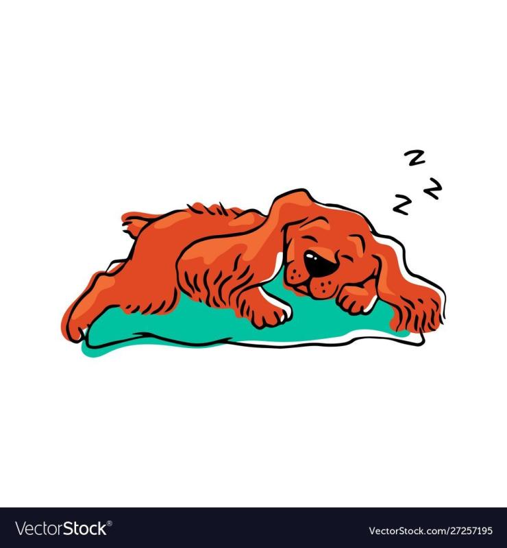 Собака спит на прозрачном фоне