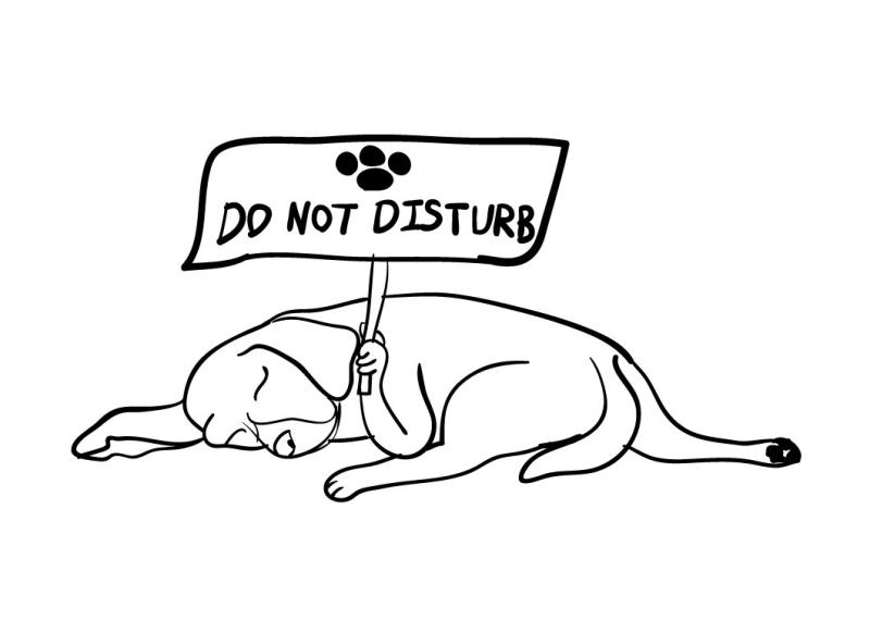 Спящая красавица собака