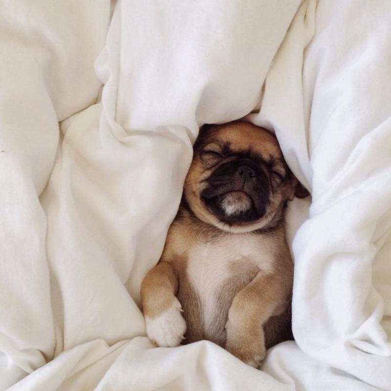 Собака лежит на коврике иллюстрации