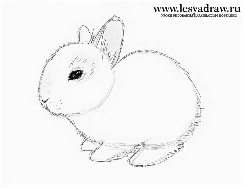 Кролик рисунок