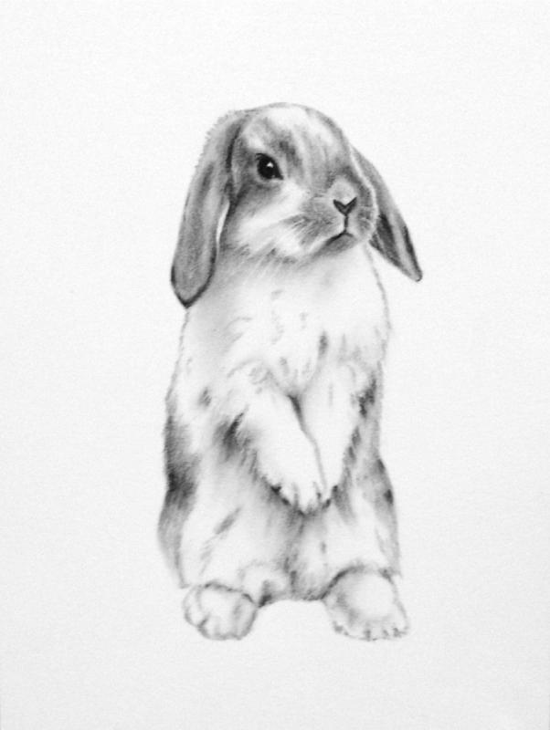 Кролик рисунок