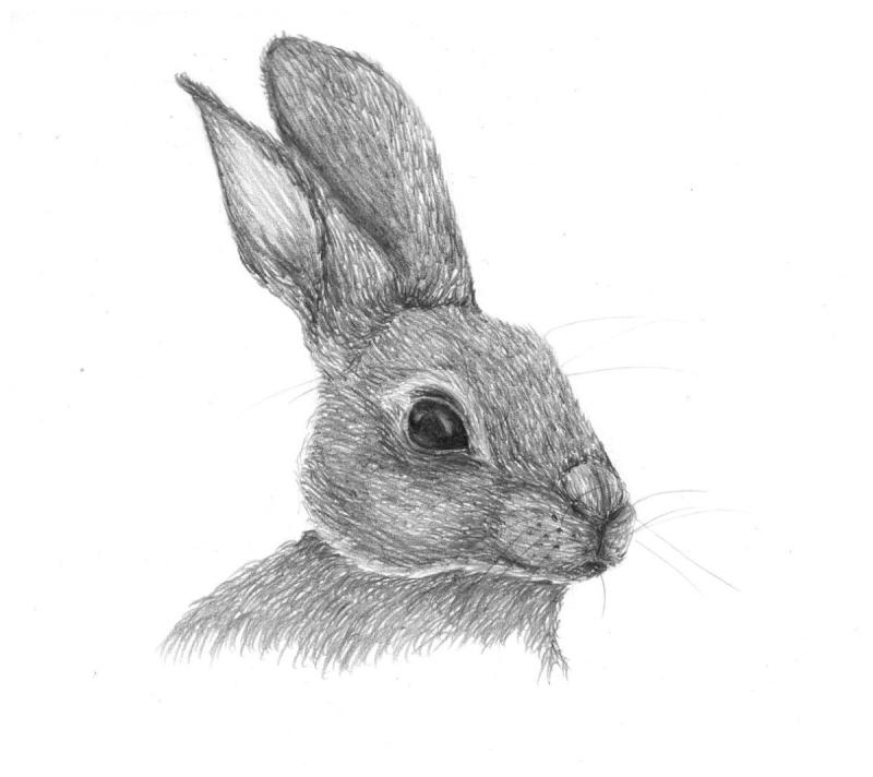 Кролик рисунок